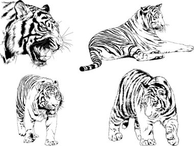 vektör çizimleri çizimler farklı yırtıcı hayvan, kaplan aslan çita ve leopar mürekkep el tarafından nesneleri arka plan ile çizilir