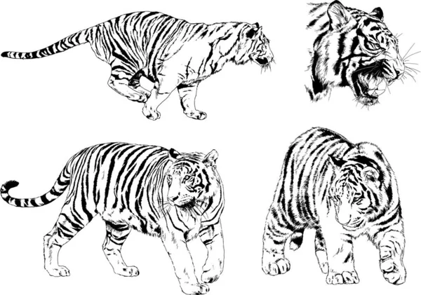 Dibujos Vectoriales Bocetos Diferentes Depredadores Tigres Leones Guepardos Leopardos Dibujan — Archivo Imágenes Vectoriales