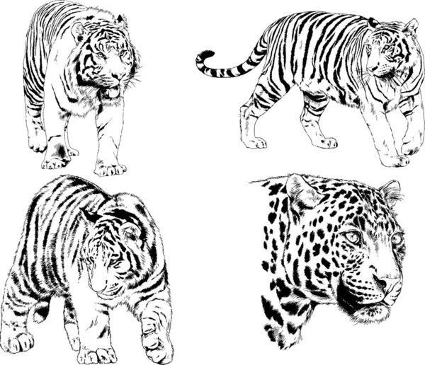 Dibujos Vectoriales Bocetos Diferentes Depredadores Tigres Leones Guepardos Leopardos Dibujan — Vector de stock