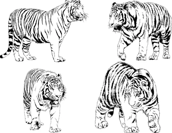 Dibujos Vectoriales Bocetos Diferentes Depredadores Tigres Leones Guepardos Leopardos Dibujan — Archivo Imágenes Vectoriales