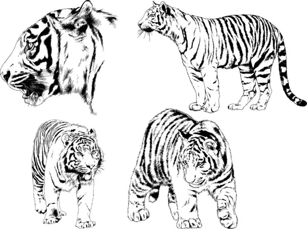 Dibujos Vectoriales Bocetos Diferentes Depredadores Tigres Leones Guepardos Leopardos Dibujan — Archivo Imágenes Vectoriales