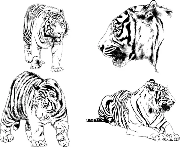 Vektori Piirustukset Luonnoksia Eri Saalistaja Tiikerit Leijonat Gepardeja Leopardeja Piirretään — vektorikuva