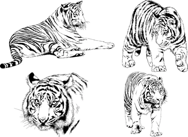 Vector Drawings Sketches Different Predator Tigers Lions Cheetahs Leopards Drawn — Stock Vector