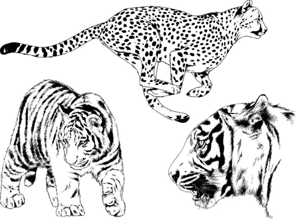 Dibujos Vectoriales Bocetos Diferentes Depredadores Tigres Leones Guepardos Leopardos Dibujan — Vector de stock