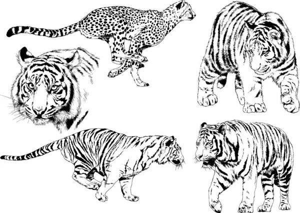 Vector Drawings Sketches Different Predator Tigers Lions Cheetahs Leopards Drawn — Stock Vector