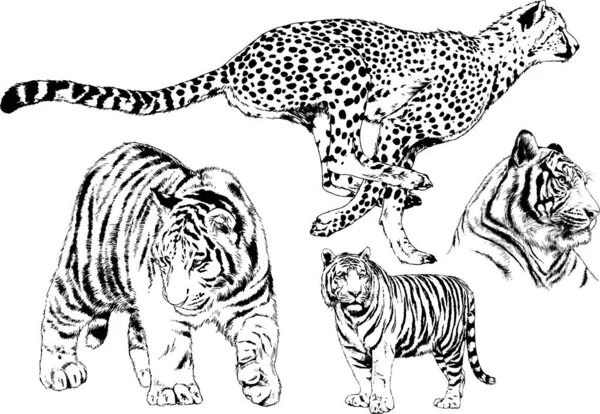 Dibujos Vectoriales Bocetos Diferentes Depredadores Tigres Leones Guepardos Leopardos Dibujan — Vector de stock