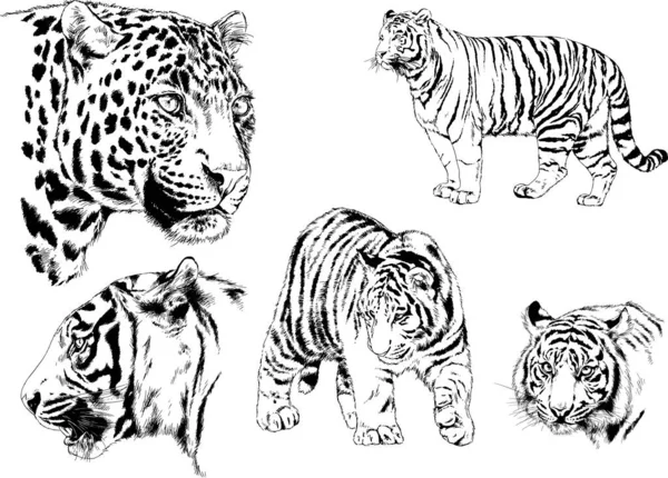 Vector Drawings Sketches Different Predator Tigers Lions Cheetahs Leopards Drawn — Stock Vector