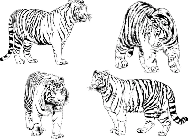 Dibujos Vectoriales Bocetos Diferentes Depredadores Tigres Leones Guepardos Leopardos Dibujan — Vector de stock