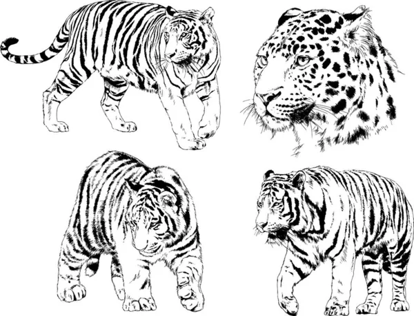 Vektör Çizimleri Çizimler Farklı Yırtıcı Hayvan Kaplan Aslan Çita Leopar — Stok Vektör