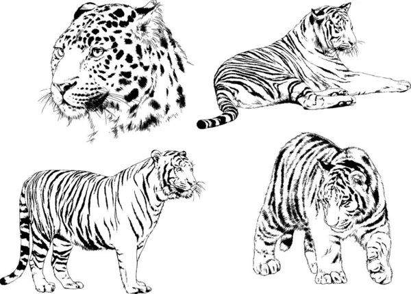 Dibujos Vectoriales Bocetos Diferentes Depredadores Tigres Leones Guepardos Leopardos Dibujan — Vector de stock