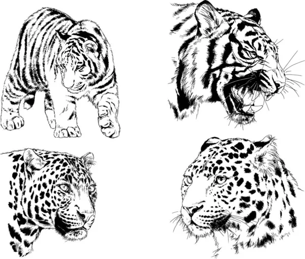 Dibujos Vectoriales Bocetos Diferentes Depredadores Tigres Leones Guepardos Leopardos Dibujan — Archivo Imágenes Vectoriales