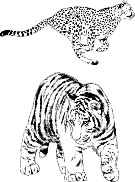 Dibujos Vectoriales Bocetos Diferentes Depredadores Tigres Leones Guepardos Leopardos Dibujan — Vector de stock