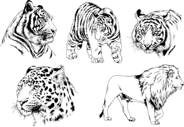 Dibujos Vectoriales Bocetos Diferentes Depredadores Tigres Leones Guepardos Leopardos Dibujan — Archivo Imágenes Vectoriales