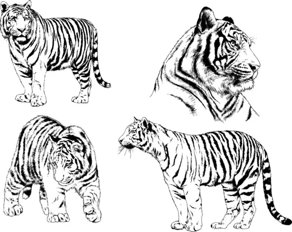 Vector Drawings Sketches Different Predator Tigers Lions Cheetahs Leopards Drawn — Stock Vector