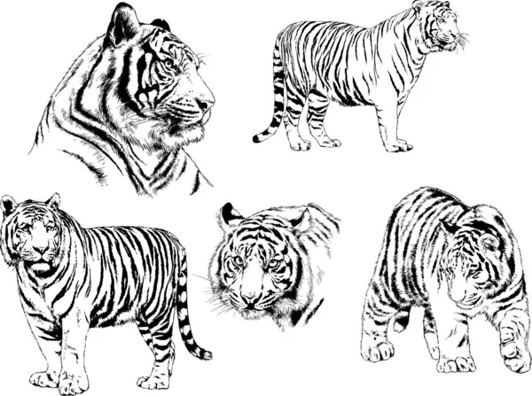 Dibujos Vectoriales Bocetos Diferentes Depredadores Tigres Leones Guepardos Leopardos Dibujan — Archivo Imágenes Vectoriales