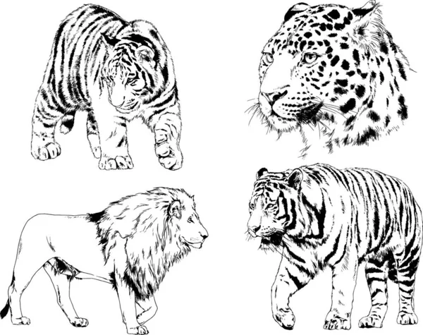 Desenhos Vetoriais Esboços Predador Diferente Leões Tigres Chitas Leopardos São — Vetor de Stock