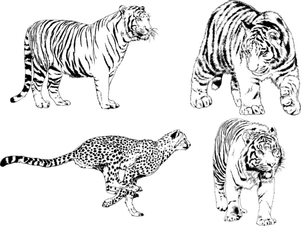 Dessins Vectoriels Esquisse Différents Prédateurs Tigres Lions Guépards Léopards Sont — Image vectorielle