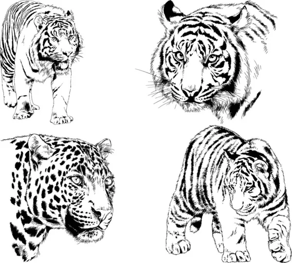 Desenhos Vetoriais Esboços Predador Diferente Leões Tigres Chitas Leopardos São —  Vetores de Stock