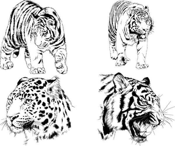 Dibujos Vectoriales Bocetos Diferentes Depredadores Tigres Leones Guepardos Leopardos Dibujan — Vector de stock