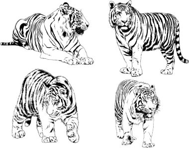 vektör çizimleri çizimler farklı yırtıcı hayvan, kaplan aslan çita ve leopar mürekkep el tarafından nesneleri arka plan ile çizilir