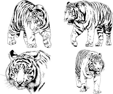 vektör çizimleri çizimler farklı yırtıcı hayvan, kaplan aslan çita ve leopar mürekkep el tarafından nesneleri arka plan ile çizilir