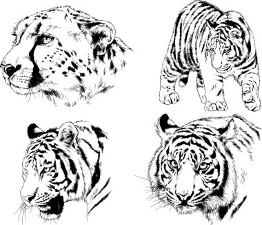 vektör çizimleri çizimler farklı yırtıcı hayvan, kaplan aslan çita ve leopar mürekkep el tarafından nesneleri arka plan ile çizilir