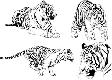 vektör çizimleri çizimler farklı yırtıcı hayvan, kaplan aslan çita ve leopar mürekkep el tarafından nesneleri arka plan ile çizilir