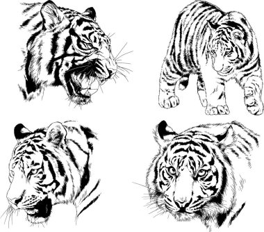 vektör çizimleri çizimler farklı yırtıcı hayvan, kaplan aslan çita ve leopar mürekkep el tarafından nesneleri arka plan ile çizilir