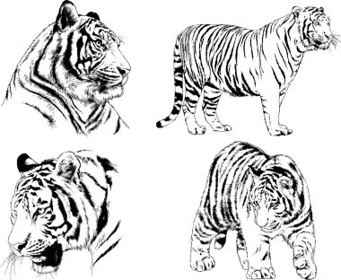 vektör çizimleri çizimler farklı yırtıcı hayvan, kaplan aslan çita ve leopar mürekkep el tarafından nesneleri arka plan ile çizilir