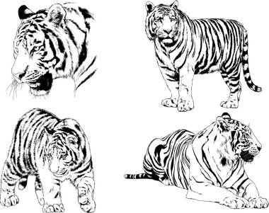 vektör çizimleri çizimler farklı yırtıcı hayvan, kaplan aslan çita ve leopar mürekkep el tarafından nesneleri arka plan ile çizilir