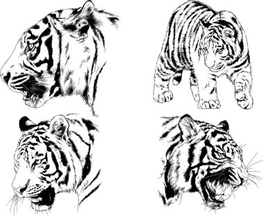 vektör çizimleri çizimler farklı yırtıcı hayvan, kaplan aslan çita ve leopar mürekkep el tarafından nesneleri arka plan ile çizilir