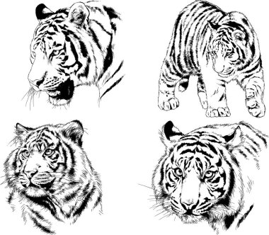 vektör çizimleri çizimler farklı yırtıcı hayvan, kaplan aslan çita ve leopar mürekkep el tarafından nesneleri arka plan ile çizilir