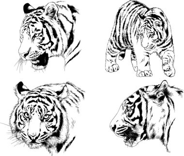 vektör çizimleri çizimler farklı yırtıcı hayvan, kaplan aslan çita ve leopar mürekkep el tarafından nesneleri arka plan ile çizilir