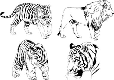 vektör çizimleri çizimler farklı yırtıcı hayvan, kaplan aslan çita ve leopar mürekkep el tarafından nesneleri arka plan ile çizilir