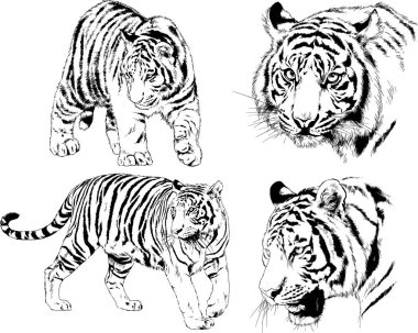 vektör çizimleri çizimler farklı yırtıcı hayvan, kaplan aslan çita ve leopar mürekkep el tarafından nesneleri arka plan ile çizilir