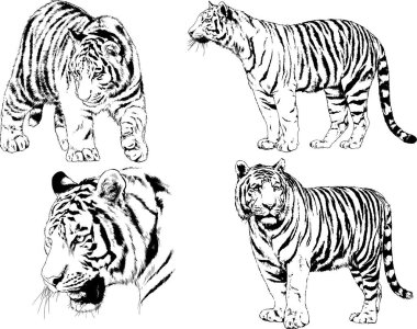 vektör çizimleri çizimler farklı yırtıcı hayvan, kaplan aslan çita ve leopar mürekkep el tarafından nesneleri arka plan ile çizilir