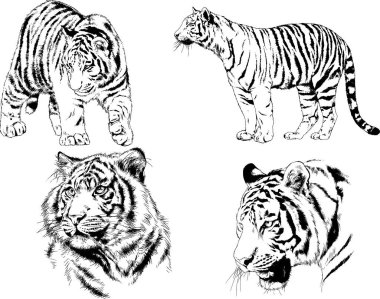 vektör çizimleri çizimler farklı yırtıcı hayvan, kaplan aslan çita ve leopar mürekkep el tarafından nesneleri arka plan ile çizilir