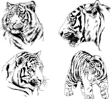 vektör çizimleri çizimler farklı yırtıcı hayvan, kaplan aslan çita ve leopar mürekkep el tarafından nesneleri arka plan ile çizilir