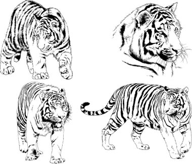 vektör çizimleri çizimler farklı yırtıcı hayvan, kaplan aslan çita ve leopar mürekkep el tarafından nesneleri arka plan ile çizilir