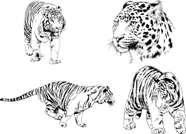 Vector Drawings Sketches Different Predator Tigers Lions Cheetahs Leopards Drawn — Stock Vector