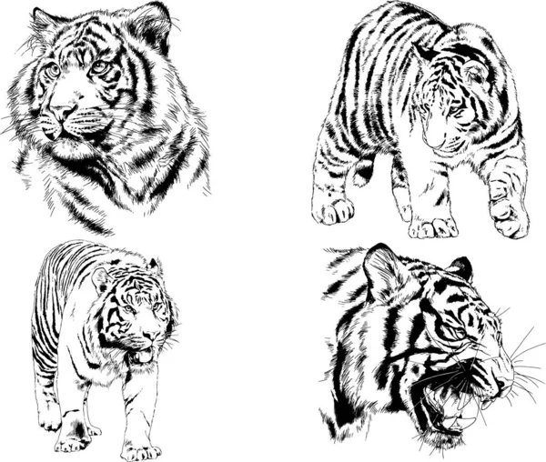 Vektor Ritningar Skisser Olika Rovdjur Tigrar Lejon Gepard Och Leoparder — Stock vektor