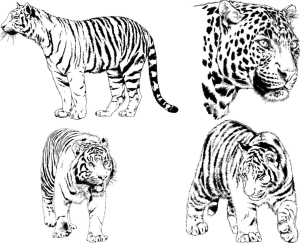 Dibujos Vectoriales Bocetos Diferentes Depredadores Tigres Leones Guepardos Leopardos Dibujan — Vector de stock