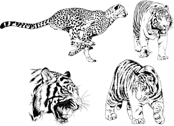 Dibujos Vectoriales Bocetos Diferentes Depredadores Tigres Leones Guepardos Leopardos Dibujan — Vector de stock