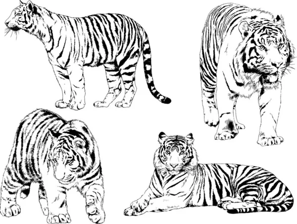 Dessins Vectoriels Esquisse Différents Prédateurs Tigres Lions Guépards Léopards Sont — Image vectorielle