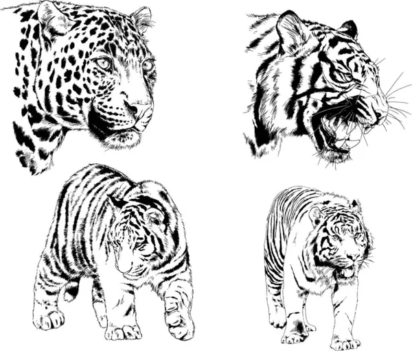Vektor Rajzok Vázlatok Különböző Ragadozó Tigrisek Oroszlánok Gepárdok Leopárdok Készült — Stock Vector