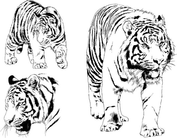 Dibujos Vectoriales Bocetos Diferentes Depredadores Tigres Leones Guepardos Leopardos Dibujan — Vector de stock