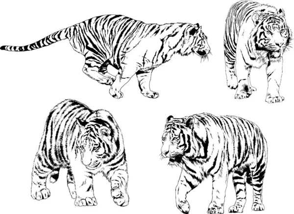 Dibujos Vectoriales Bocetos Diferentes Depredadores Tigres Leones Guepardos Leopardos Dibujan — Vector de stock