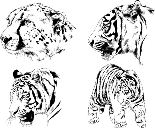 Dibujos Vectoriales Bocetos Diferentes Depredadores Tigres Leones Guepardos Leopardos Dibujan — Vector de stock