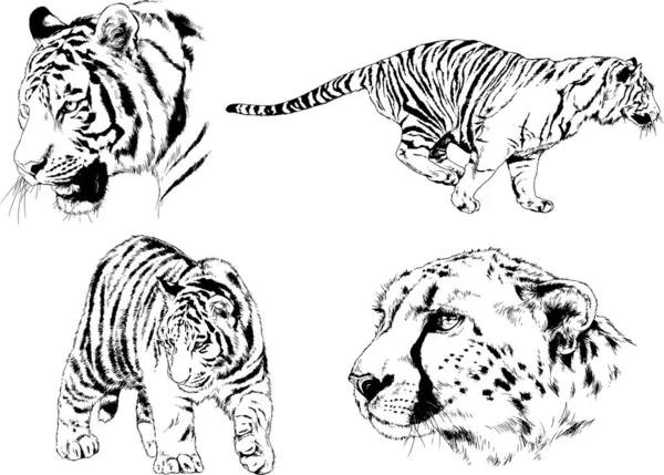 Dibujos Vectoriales Bocetos Diferentes Depredadores Tigres Leones Guepardos Leopardos Dibujan — Vector de stock