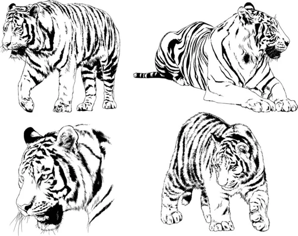 vektör çizimleri çizimler farklı yırtıcı hayvan, kaplan aslan çita ve leopar mürekkep el tarafından nesneleri arka plan ile çizilir